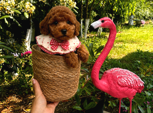 Ev Doğumu Poodle Bebekler
