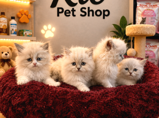 Irkının En Güzelleri British Longhair Blue Point Yavrularımı görsel