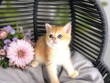 Orijinal British Shorthair Golden
