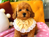 Ev Doğumu Poodle Bebekler