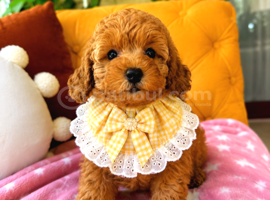 Ev Doğumu Poodle Bebekler görsel