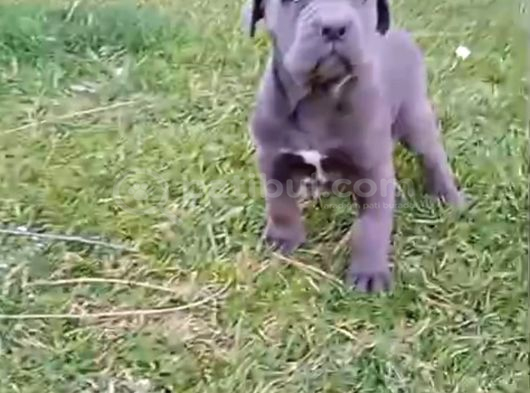 2 Aylık Cane Corso Has Kan Yavru görsel