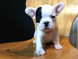 Orji̇nal French Bulldog Yavrular  Irk Ve Sağlik Garanti̇li̇