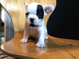 Orji̇nal French Bulldog Yavrular  Irk Ve Sağlik Garanti̇li̇