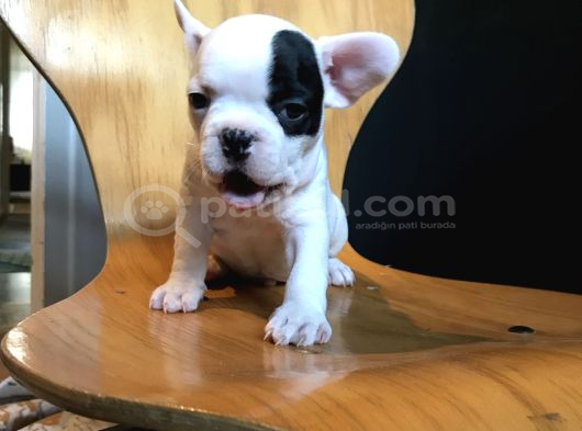 Orji̇nal French Bulldog Yavrular  Irk Ve Sağlik Garanti̇li̇ görsel