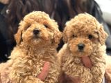 TEDDY FACE MALTİPOO YAVRULAR  MİNİ BOY