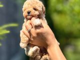 Orji̇nal Teacup Malti̇poo  Küçük Irk Garanti̇li̇