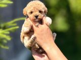 Orji̇nal Teacup Malti̇poo  Küçük Irk Garanti̇li̇
