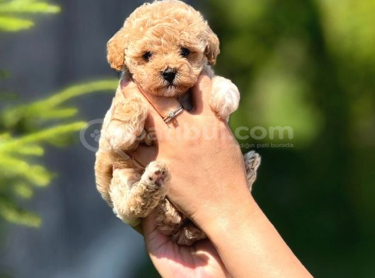 Orji̇nal Teacup Malti̇poo  Küçük Irk Garanti̇li̇ görsel