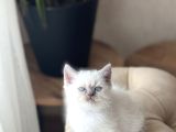 Hari̇ka Güzelli̇kte Bri̇ti̇sh Shorthai̇r Blue Poi̇nt
