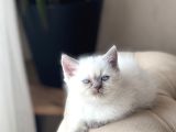Hari̇ka Güzelli̇kte Bri̇ti̇sh Shorthai̇r Blue Poi̇nt