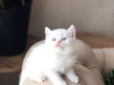 Üst Düzey Kali̇te Mavi̇ Göz Bri̇ti̇sh Shorthai̇r Yavrum