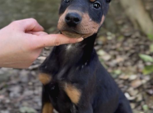 Doberman Yavruları görsel