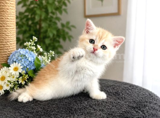 safkan British Shorthair Golden ny12