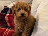 4 Aylık Erkek Ped Eğitimli Aşılı Toy Poodle