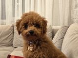 4 Aylık Erkek Ped Eğitimli Aşılı Toy Poodle