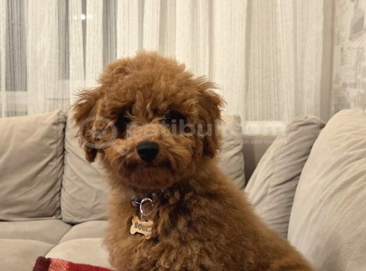 4 Aylık Erkek Ped Eğitimli Aşılı Toy Poodle görsel
