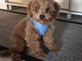 4 Aylık Erkek Ped Eğitimli Aşılı Toy Poodle