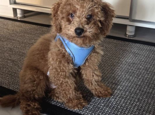 4 Aylık Erkek Ped Eğitimli Aşılı Toy Poodle görsel