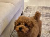 4 Aylık Erkek Ped Eğitimli Aşılı Toy Poodle