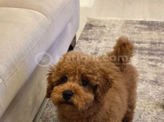 4 Aylık Erkek Ped Eğitimli Aşılı Toy Poodle görsel