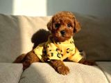 A Kalite Toy Poodle Köpeklerim