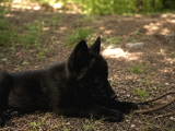 Son Siyah Erkek Wolfdog Yavrusu  Nadir Kan Hattı Güçlü Kar