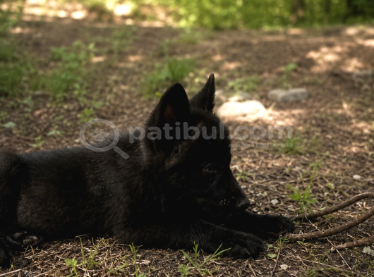 Son Siyah Erkek Wolfdog Yavrusu  Nadir Kan Hattı Güçlü Kar görsel