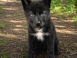 Son Siyah Erkek Wolfdog Yavrusu  Nadir Kan Hattı Güçlü Kar