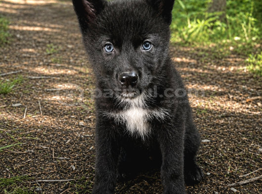 Son Siyah Erkek Wolfdog Yavrusu  Nadir Kan Hattı Güçlü Kar görsel