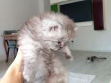 British Longhair Ve Shorthair Karışımı Pamuk Yavrularimiz