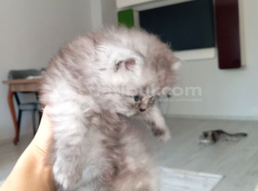 British Longhair Ve Shorthair Karışımı Pamuk Yavrularimiz görsel