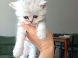 British Longhair Ve Shorthair Karışımı Pamuk Yavrularimiz