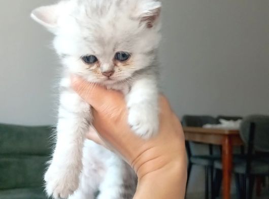British Longhair Ve Shorthair Karışımı Pamuk Yavrularimiz