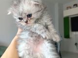 British Longhair Ve Shorthair Karışımı Pamuk Yavrularimiz