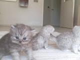 British Longhair Ve Shorthair Karışımı Pamuk Yavrularimiz