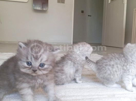 British Longhair Ve Shorthair Karışımı Pamuk Yavrularimiz görsel