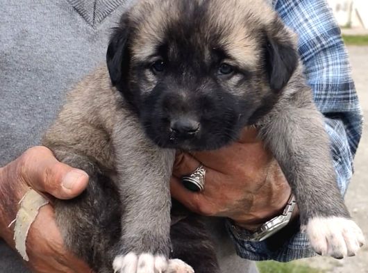 Orjinal Has Kangal Yavruları