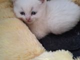 Safkan Çok Sağlıklı Mutlu Kartopları