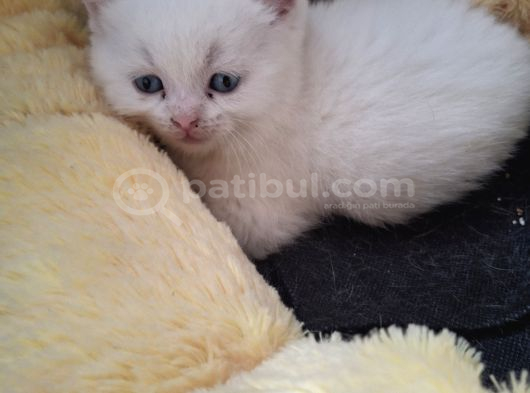 Safkan Çok Sağlıklı Mutlu Kartopları görsel