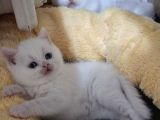 Safkan Çok Sağlıklı Mutlu Kartopları