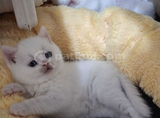 Safkan Çok Sağlıklı Mutlu Kartopları görsel