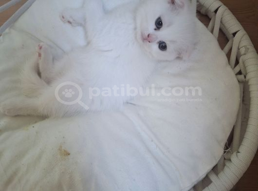 Safkan Çok Sağlıklı Mutlu Kartopları görsel