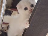 Safkan Çok Sağlıklı Mutlu Kartopları