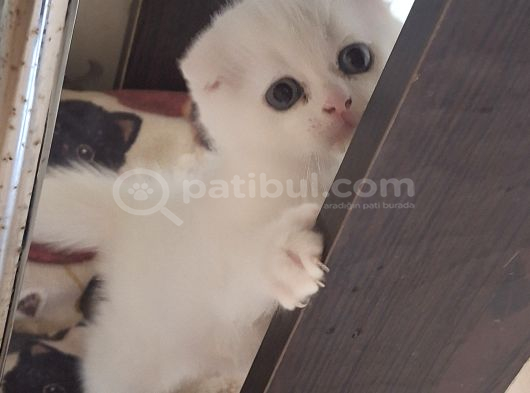 Safkan Çok Sağlıklı Mutlu Kartopları görsel