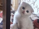 Safkan Çok Sağlıklı Mutlu Kartopları