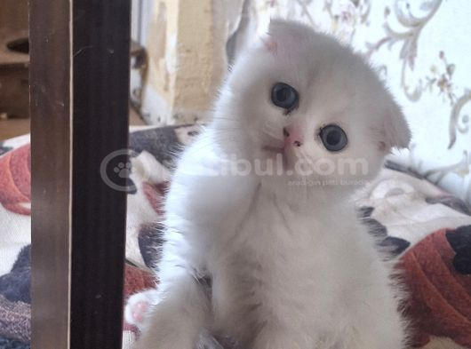Safkan çok sağlıklı mutlu kartopları