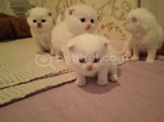 Safkan Çok Sağlıklı Mutlu Kartopları görsel