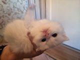 Safkan Çok Sağlıklı Mutlu Kartopları