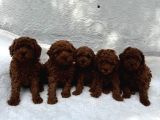 Deni̇zli̇ Merkez Tesli̇me Hazir Poodle Yavrular